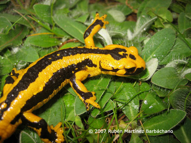 Salamandra salamandra fastuosa